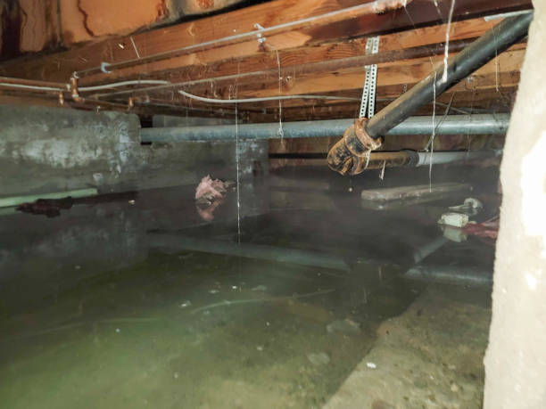 Best Local water damage restoration  in Hamilton, AL