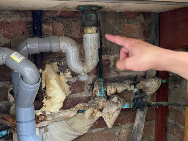 Best Mold removal after water damage  in Hamilton, AL